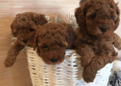 Mini Boy Poodle Bebekler